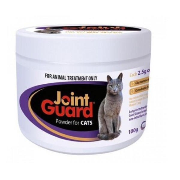 maltipoo dog full grown