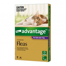 Advantage Large Cat Purple