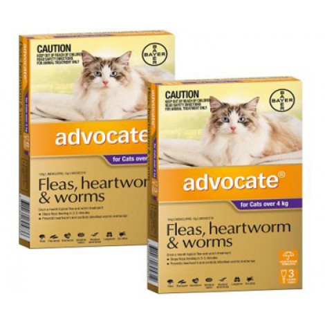 Advocate Large Cat Purple